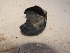 Cardiidae