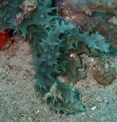 Gelliodes fibulata