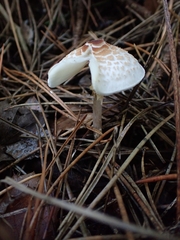 Lepiota cristata