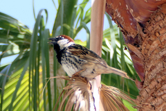 Passer hispaniolensis