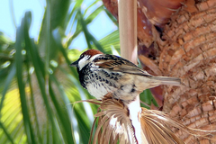 Passer hispaniolensis