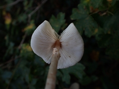 Lepiota cristata