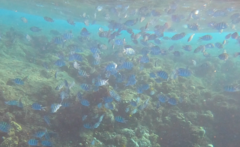 Abudefduf vaigiensis