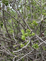 Rotheca wildii glabra