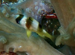 Amblypomacentrus breviceps