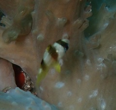 Amblypomacentrus breviceps