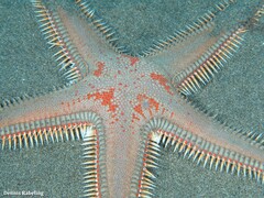 Astropecten aranciacus