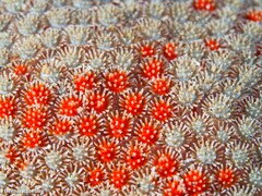 Astropecten aranciacus