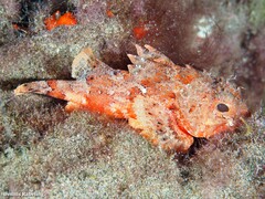 Scorpaena notata
