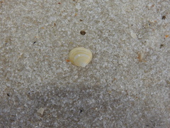 Abra aequalis