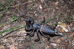 Mastigoproctus tohono