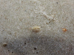 Abra aequalis