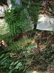 Macrothelypteris