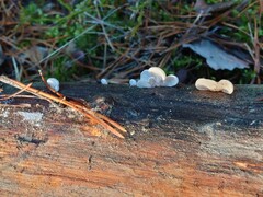 Panellus mitis