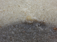 Abra aequalis