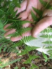 Macrothelypteris