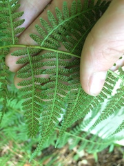 Macrothelypteris