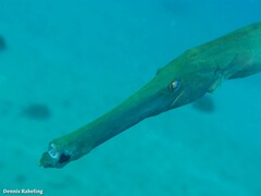 Aulostomus strigosus