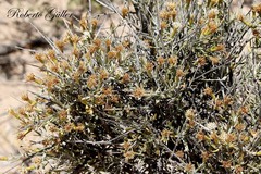 Cyclolepis genistoides
