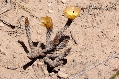 Pterocactus tuberosus