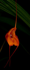 Masdevallia