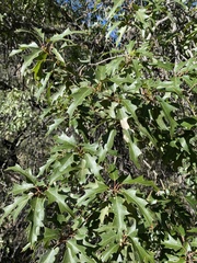 Quercus gravesii