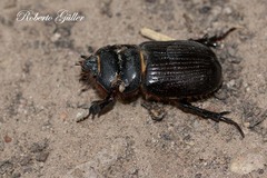 Archophileurus