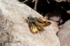 Hylephila ancora