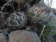 Echinofossulocactus phyllacanthus