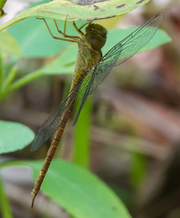 Triacanthagyna septima