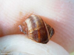 Tectarius striatus