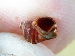 Tectarius striatus