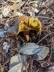 Suillus fuscotomentosus