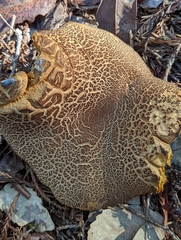 Suillus fuscotomentosus
