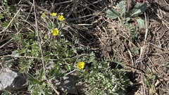 Potentilla discolor