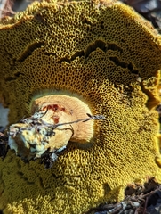 Suillus fuscotomentosus