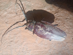 Prioninae