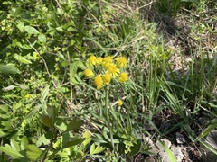 Tephroseris kirilowii