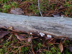 Panellus mitis