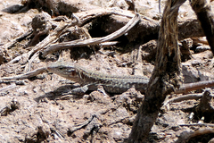 Gallotia stehlini