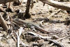 Gallotia stehlini