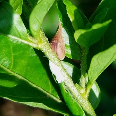 Enchenopa squamigera