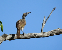Philemon buceroides