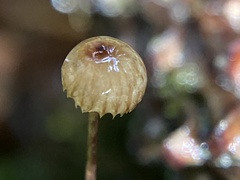 Crinipellis piceae