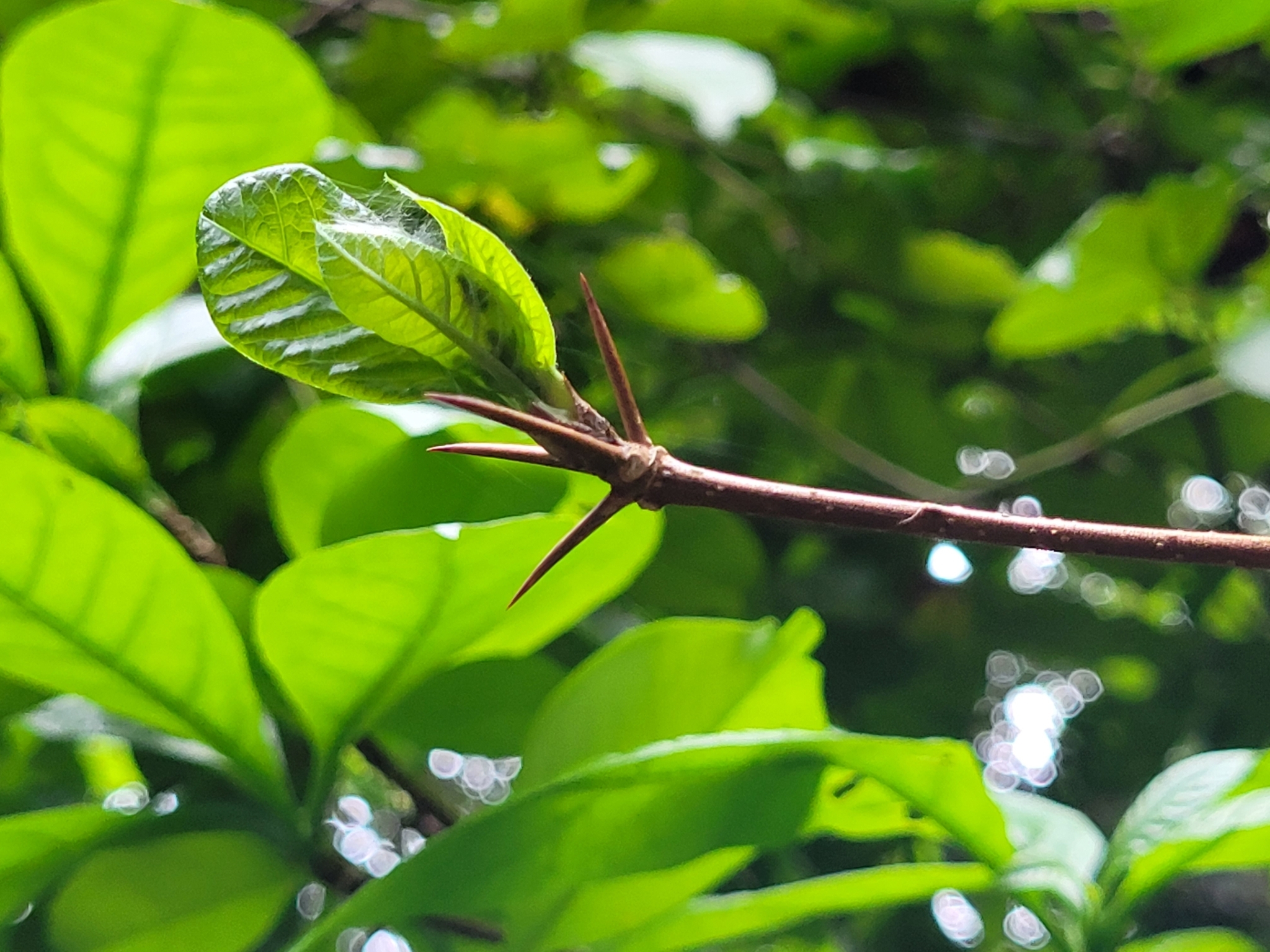 Imagem de Dendê-bravo