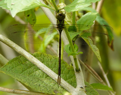 Triacanthagyna trifida