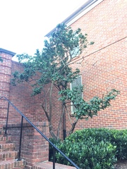 Viburnum × burkwoodii