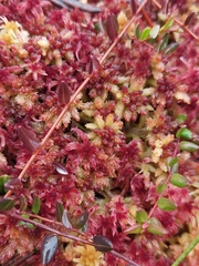 Sphagnum magellanicum