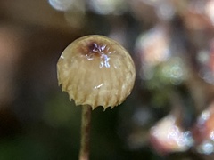 Crinipellis piceae