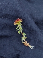 Sphagnum magellanicum